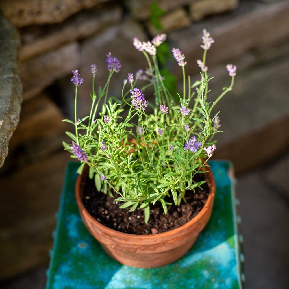 Lavender plant in a terracotta pot