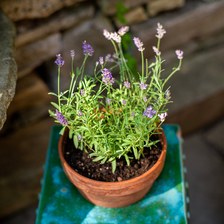 Lavender plant in a terracotta pot