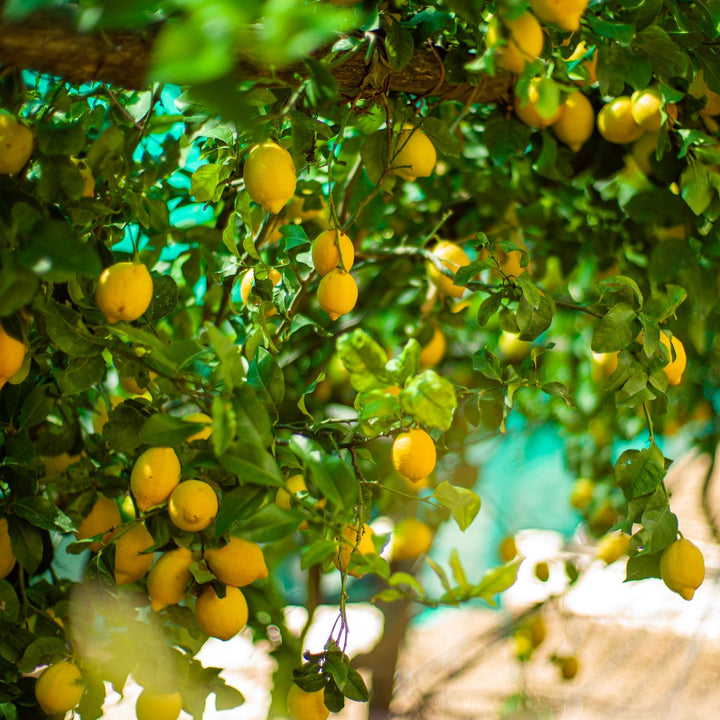 Bunches of lemons hanging down from a tree