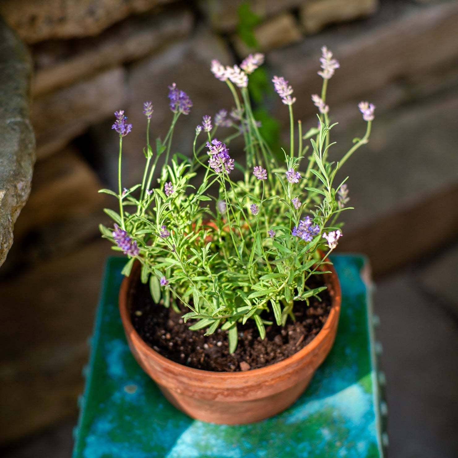 Lavanda Lavender Room Spray | Alora Ambiance